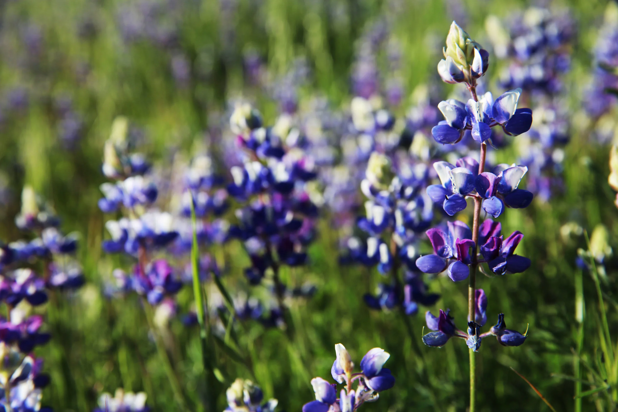 Spring Lupine