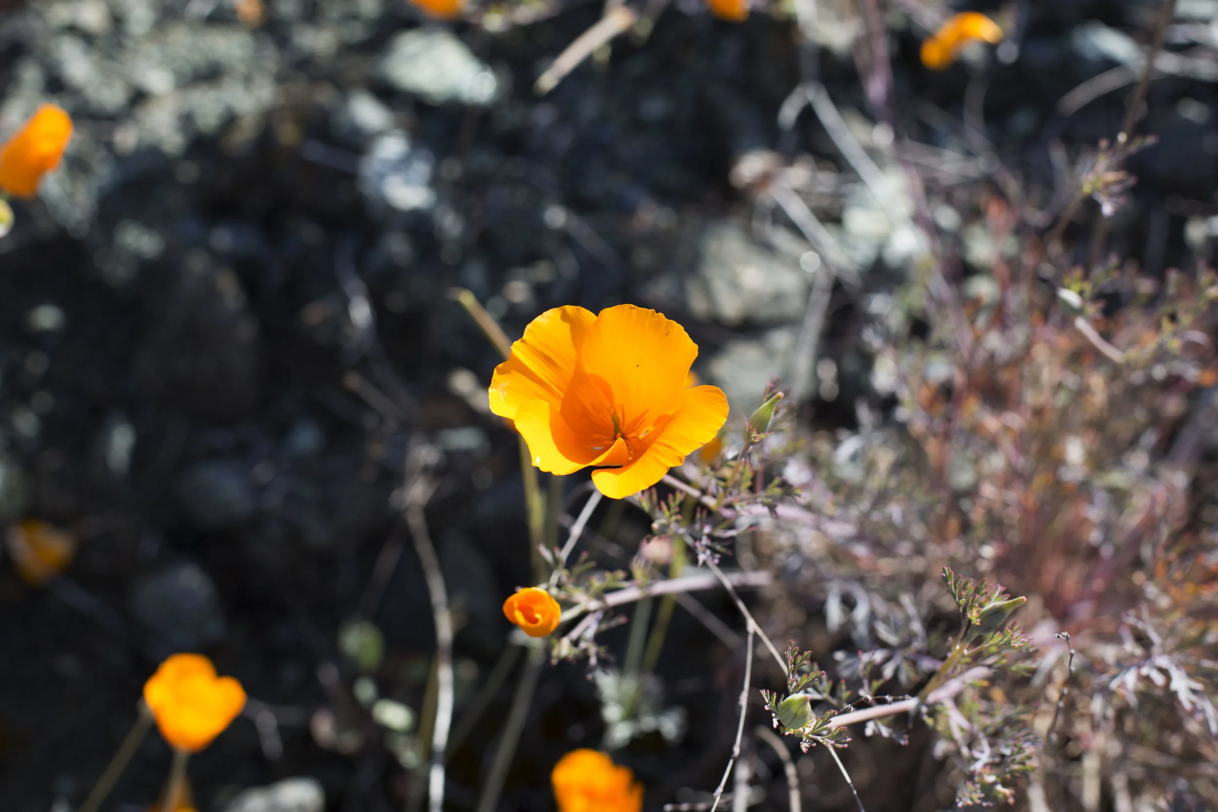 Cali Poppy