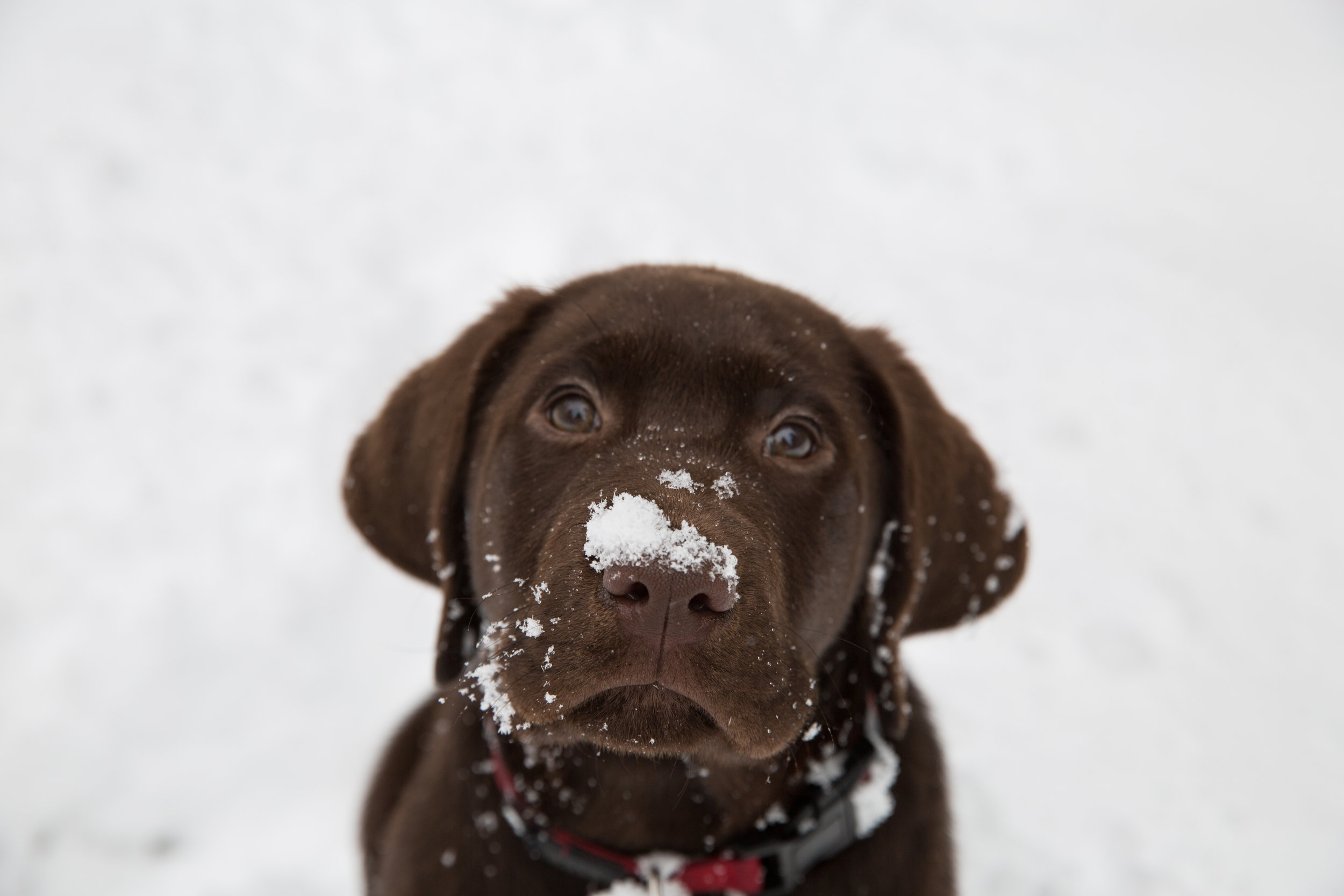 Snowy Nose