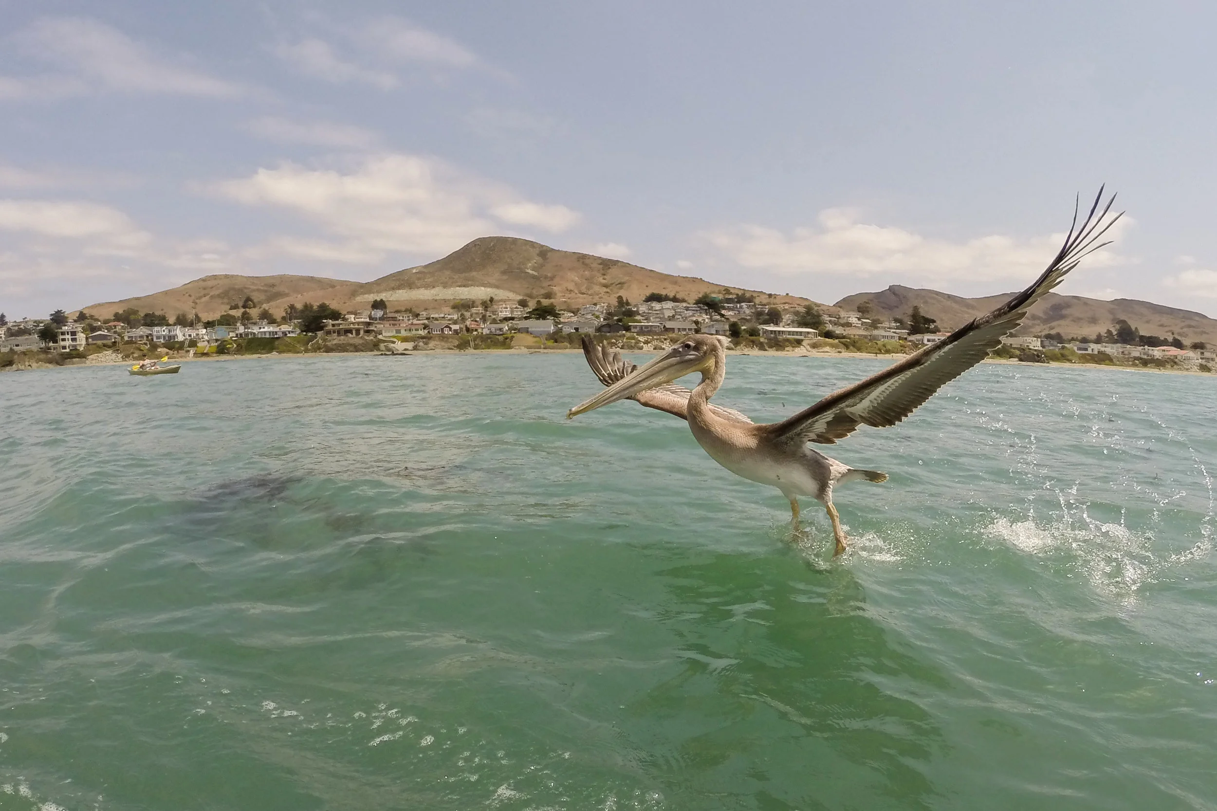 Pelican for Chuck01-3.jpg