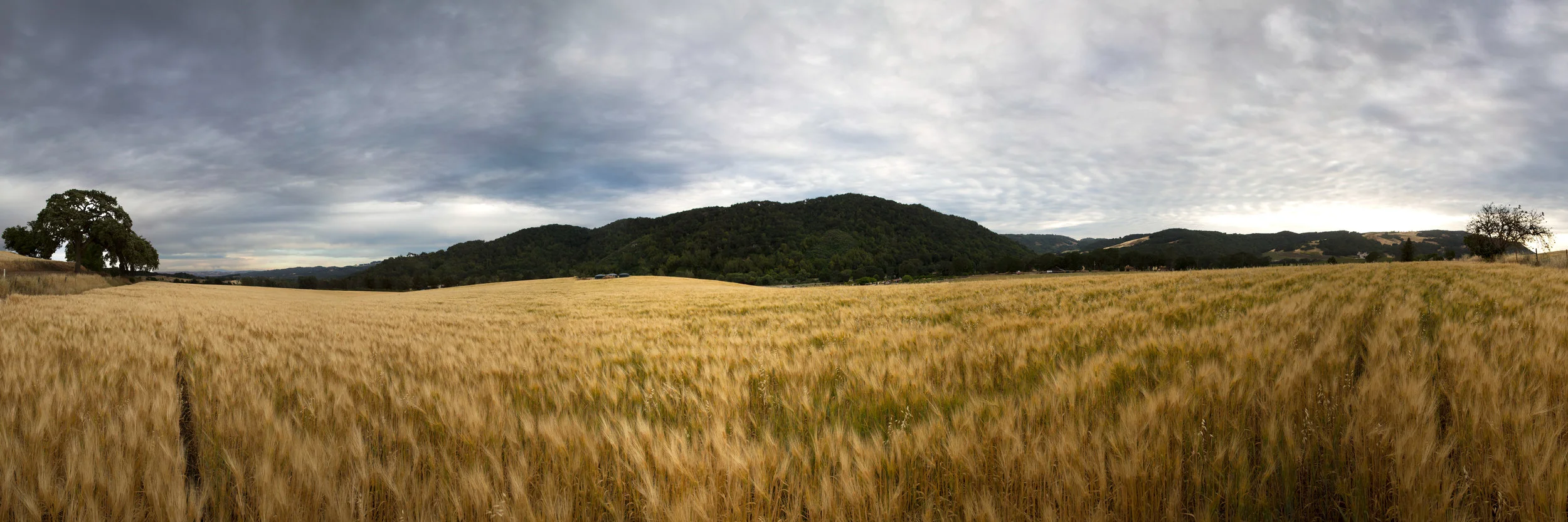 GoldenFields-2.jpg