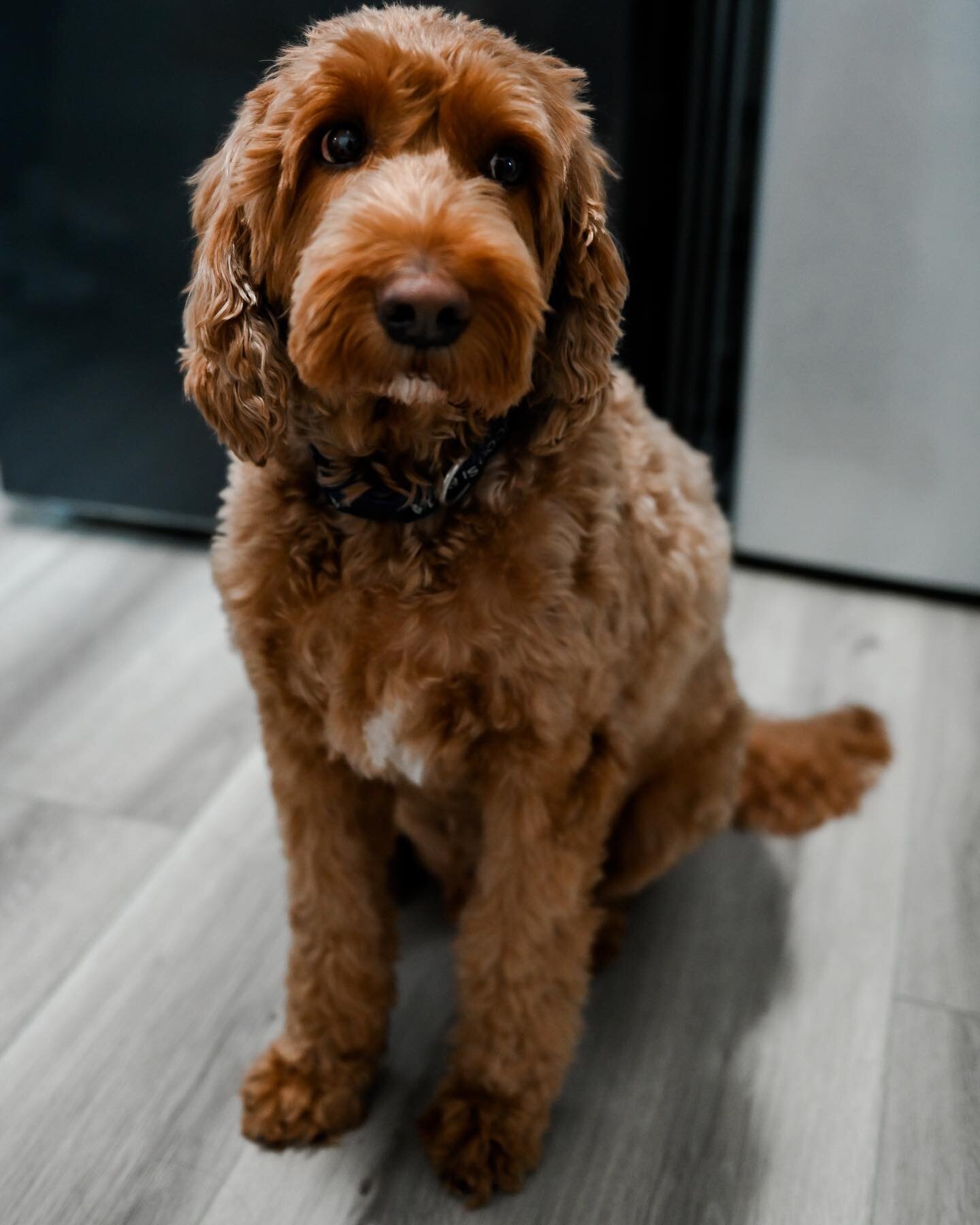 When your puppy is the cutest boy, you make him a part of your big day. Flynn you are such a sweet boy 🥰 @bdurn15 @timmysiegs @iconadiamondbeach @sayidohairandmakeup #goldendoodle #dogsofinstagram #ido #dogsinweddings #njphotographer #capemayphotogr
