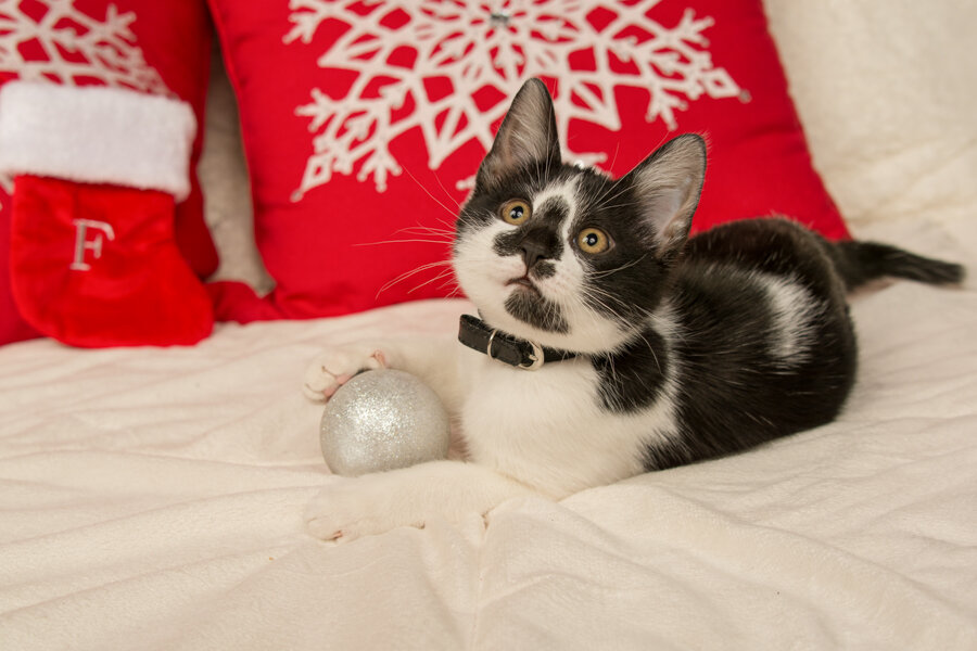 ProStudio7_Christmas-.jpg
