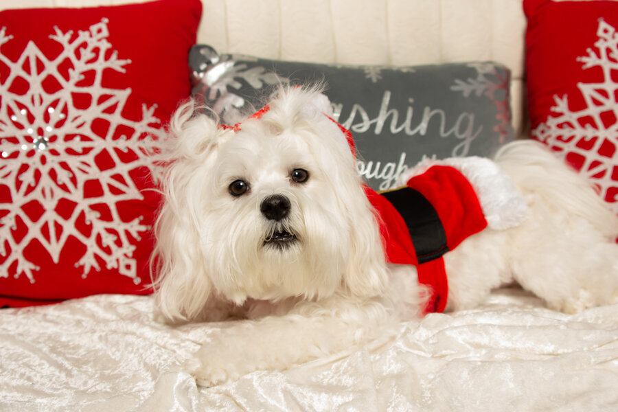 ProStudio7_Christmas-9-2.jpg