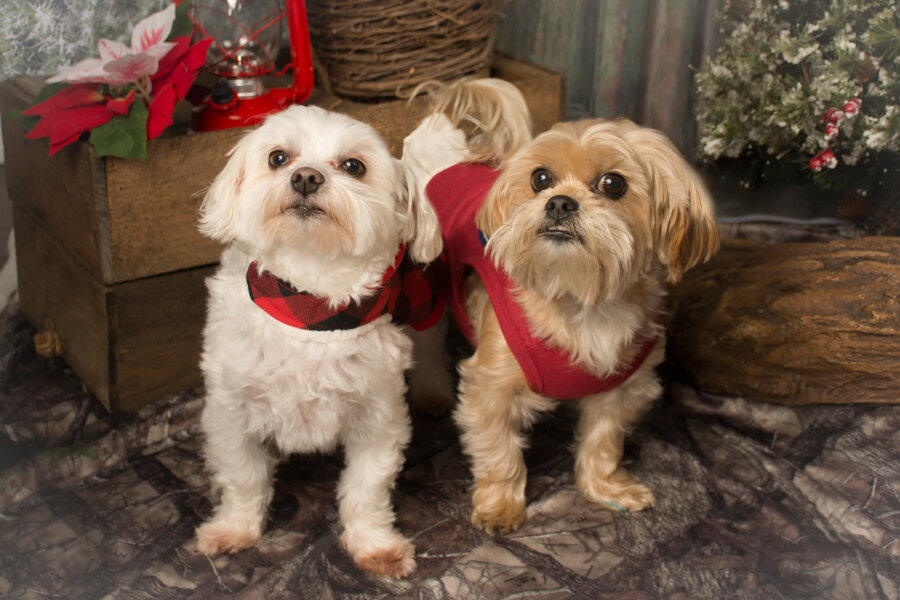 ProStudio7_Christmas-10-2.jpg