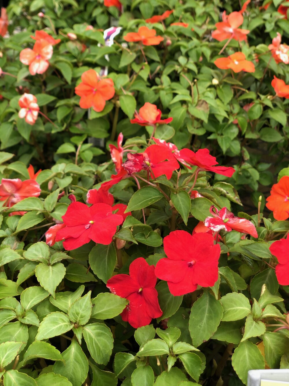 Impatiens come in a variety of shades!