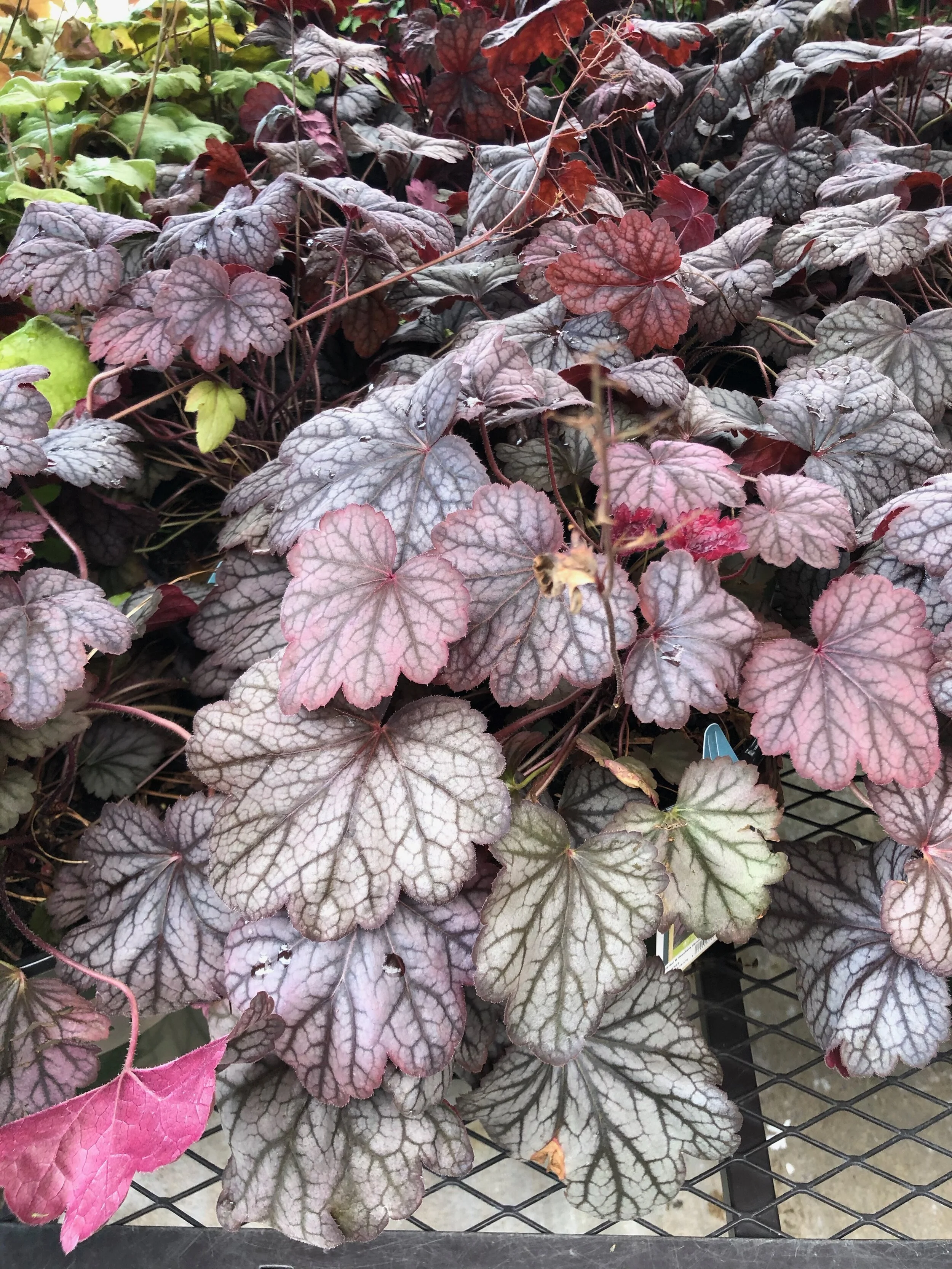 Purple Coral Bells