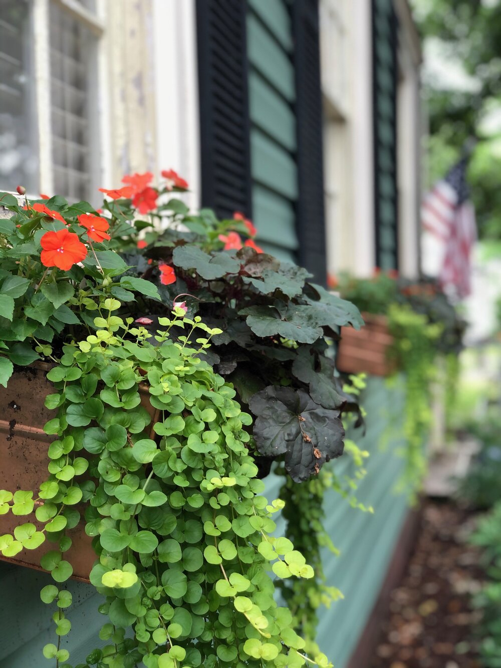 Our current flower boxes showcase Creeping Jenny, Impatiens, and Coral Bells in the middle.