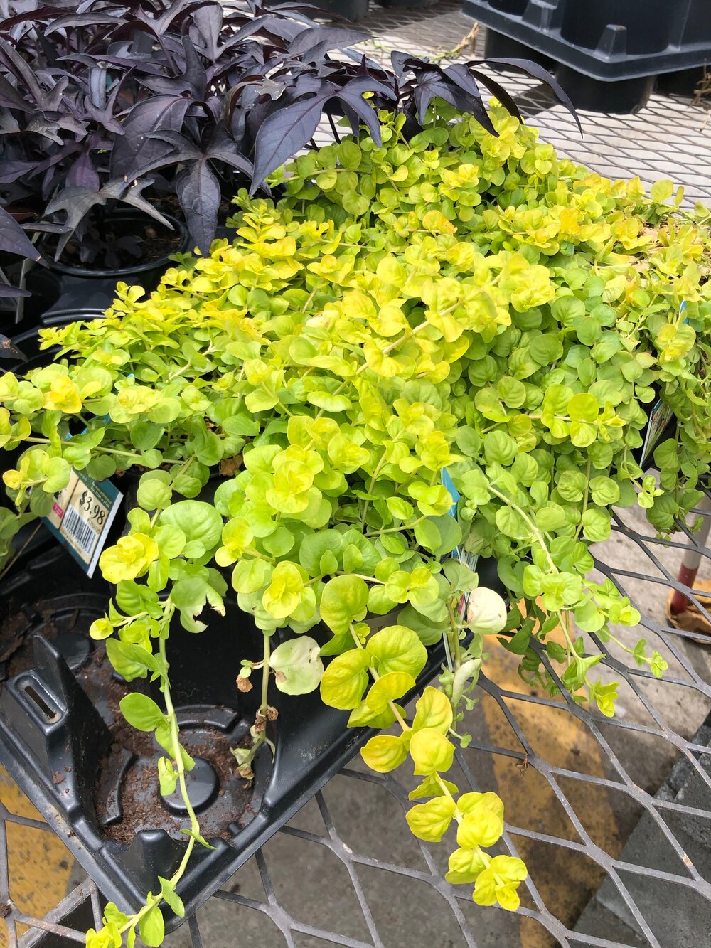 Creeping Jenny is the always a nice contrast!