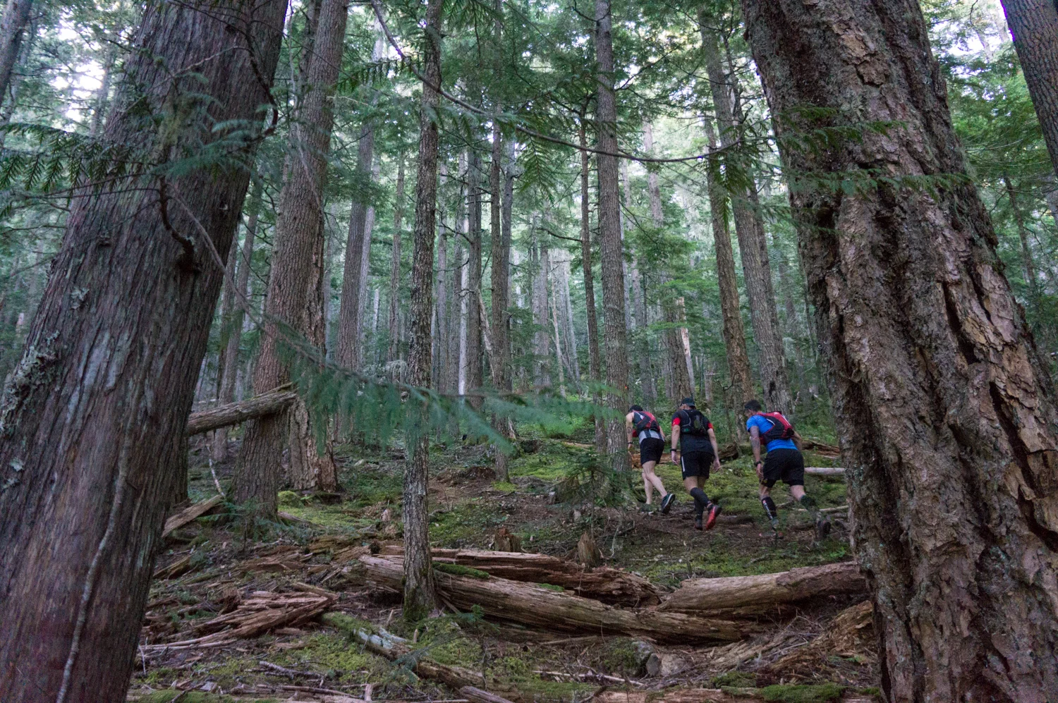 The canopy closing in, just beyond the lower intersection of the Lookout and CPR Trails