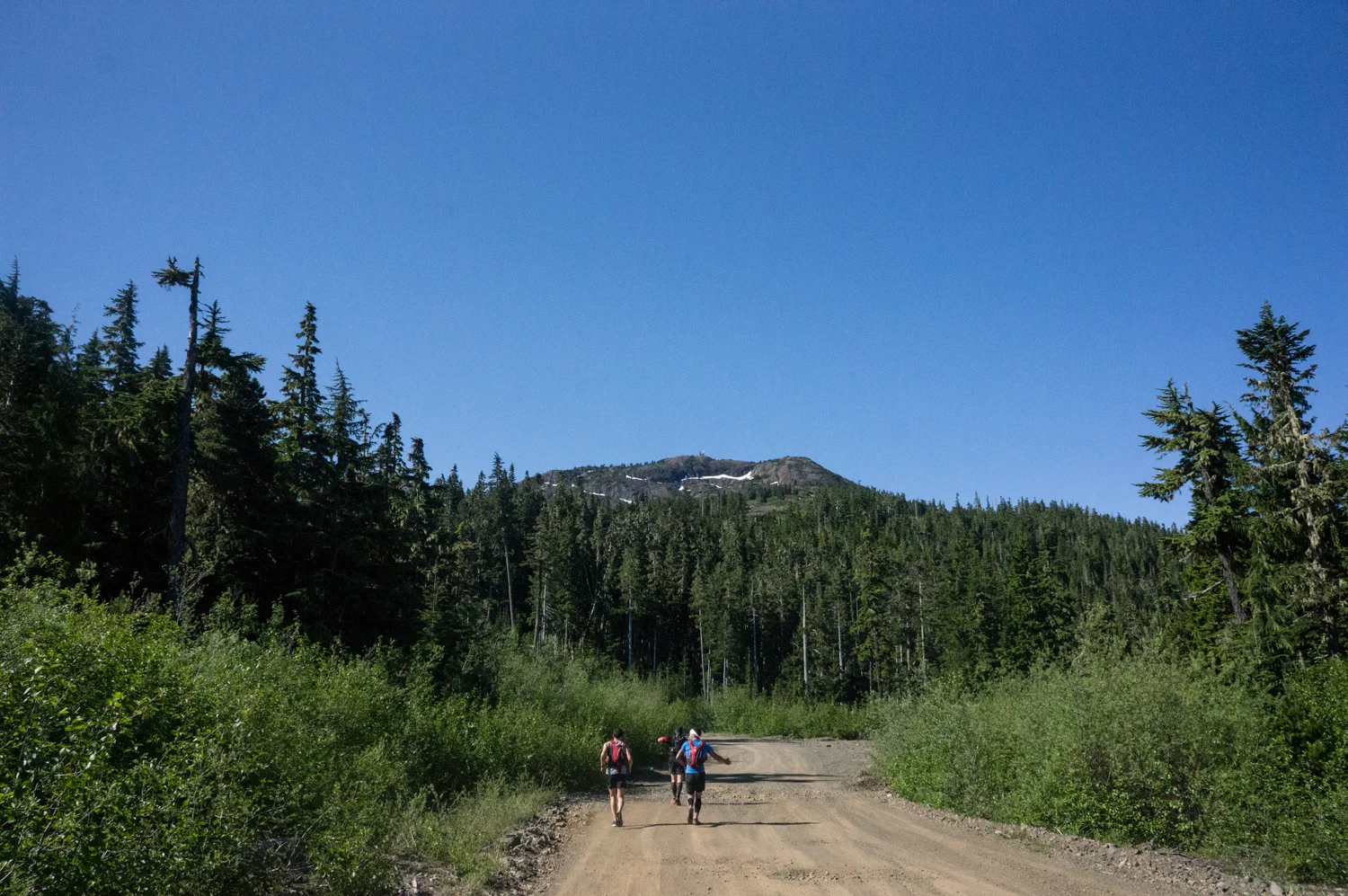 Logging road interregnum 