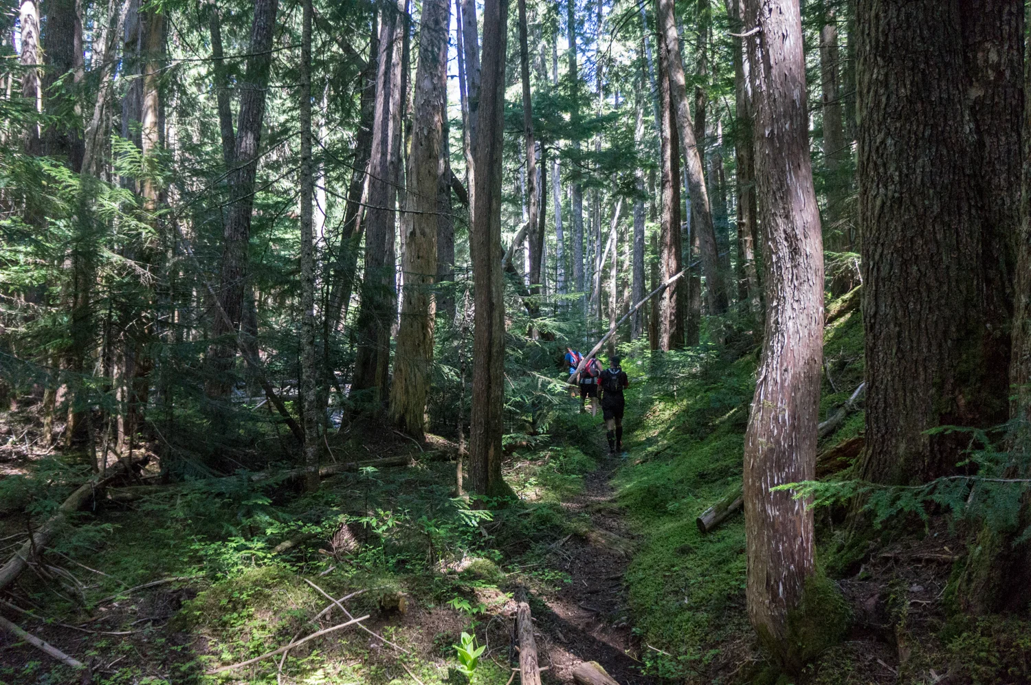 The old growth along the CPR Trail smacks me in the face every single time I run through it