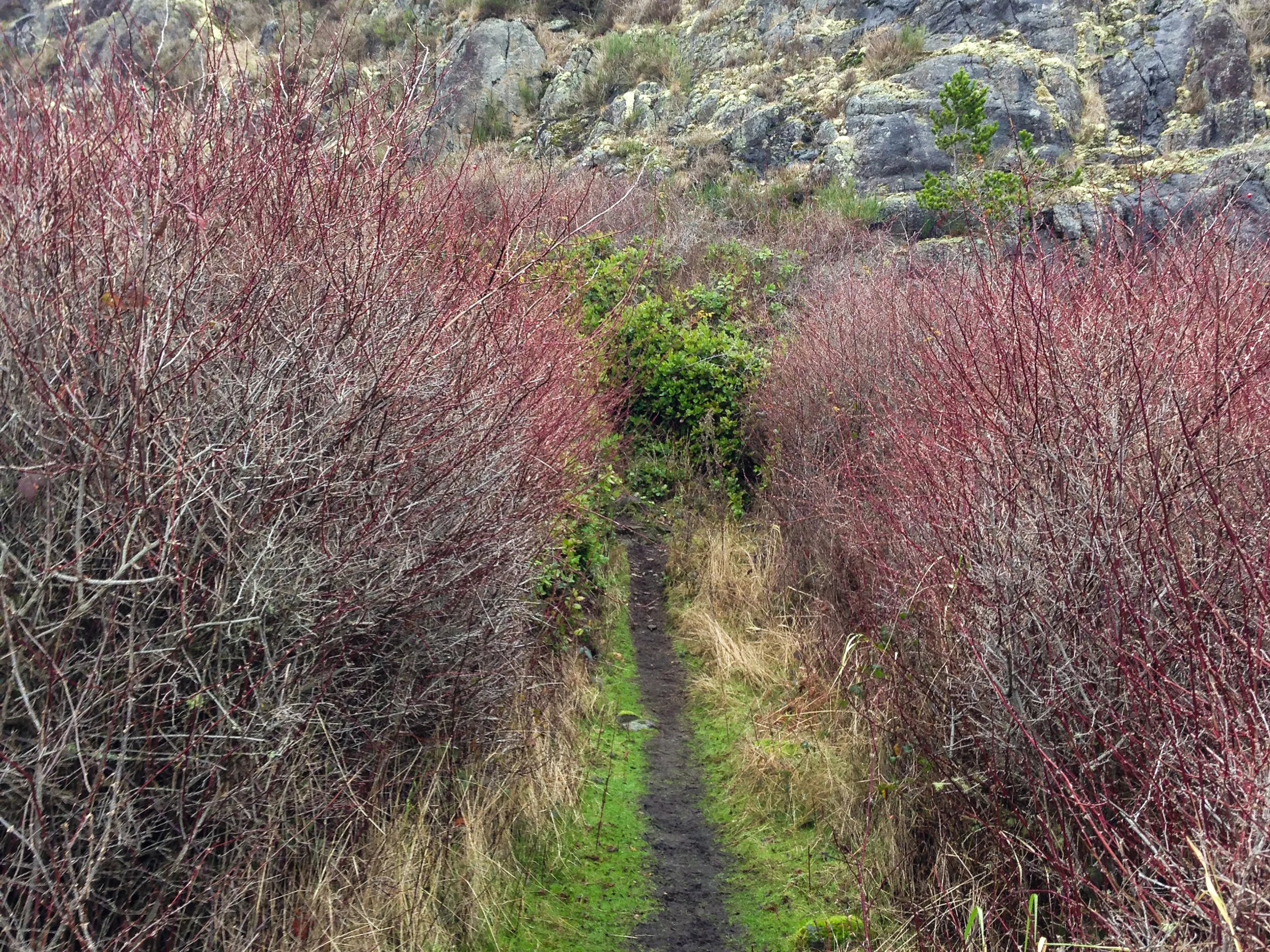 20130106-East_Sooke_Park_Run_p-8.jpg