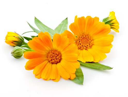 calendula image.png