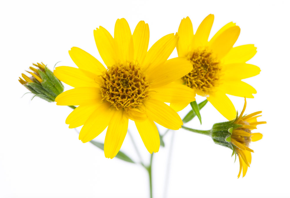 Arnica Montana, dried flowers (USDA certified organic)