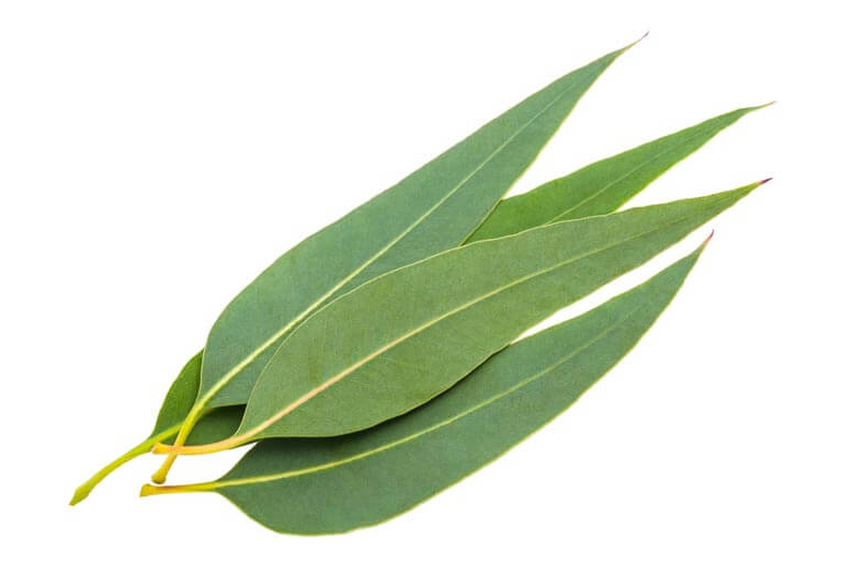 Eucalyptus Essential Oil, Blue Mallee (USDA certified organic)
