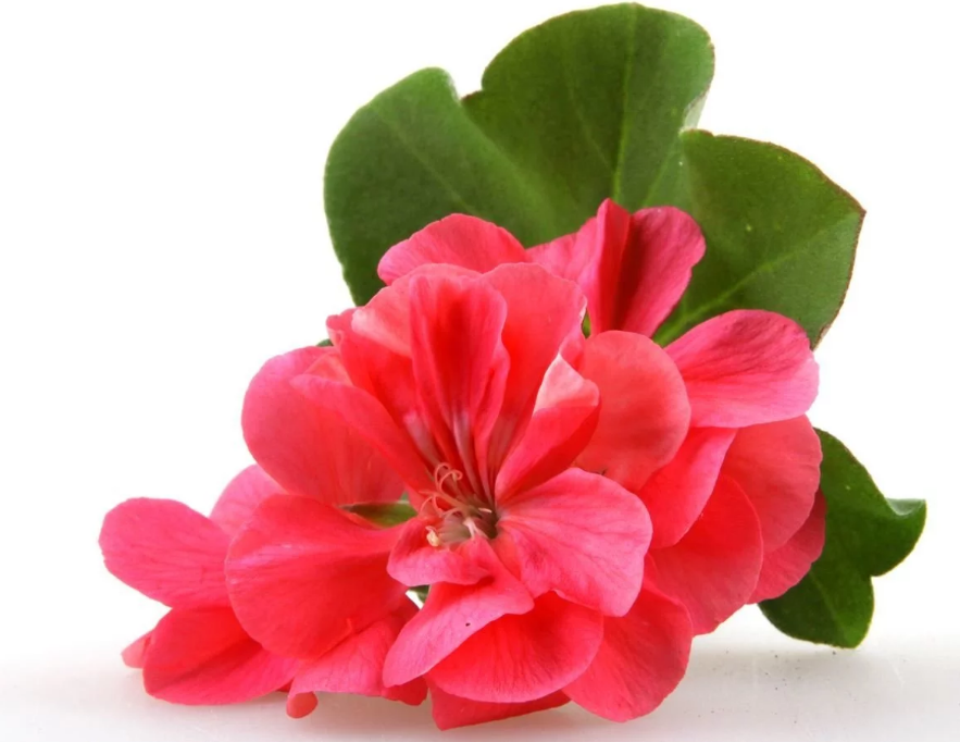 Geranium Essential Oil, Egyptian (USDA certified organic)