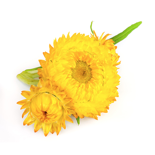 helichrysum image.png