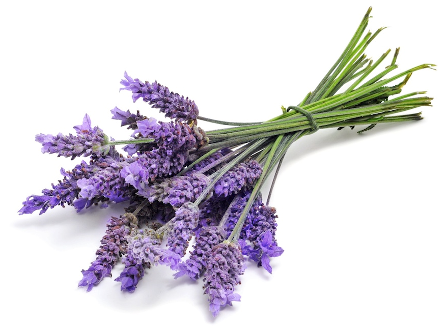 Lavender Buds and Essential Oil (USDA certified organic)