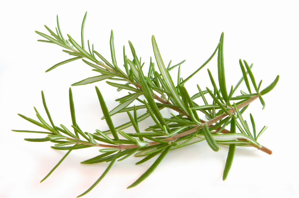 Rosemary Essential Oil and Ground Rosemary (USDA certified organic)