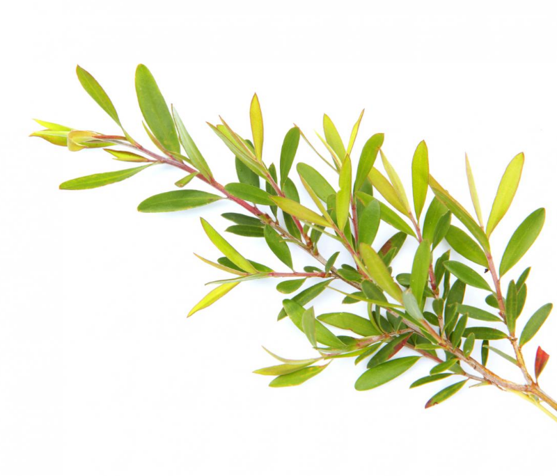 Tea Tree Essential Oil, Australian (USDA certified organic)