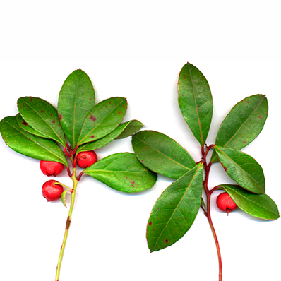 wintergreen image.png
