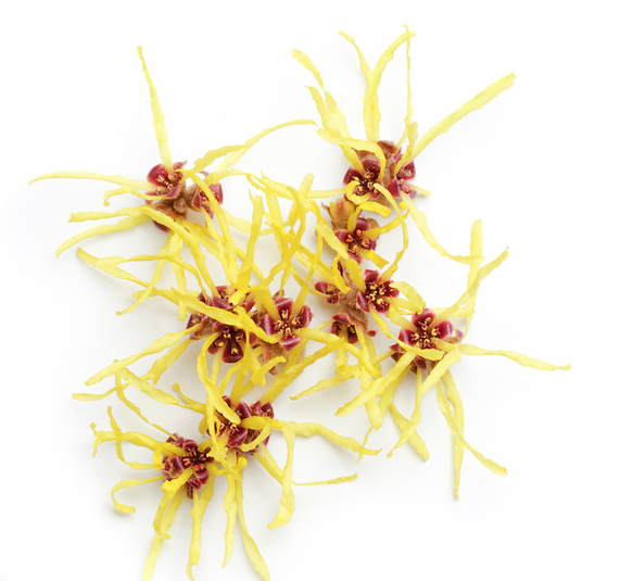 witch hazel image.png