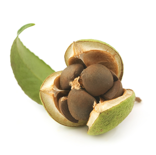 camellia seed image.png