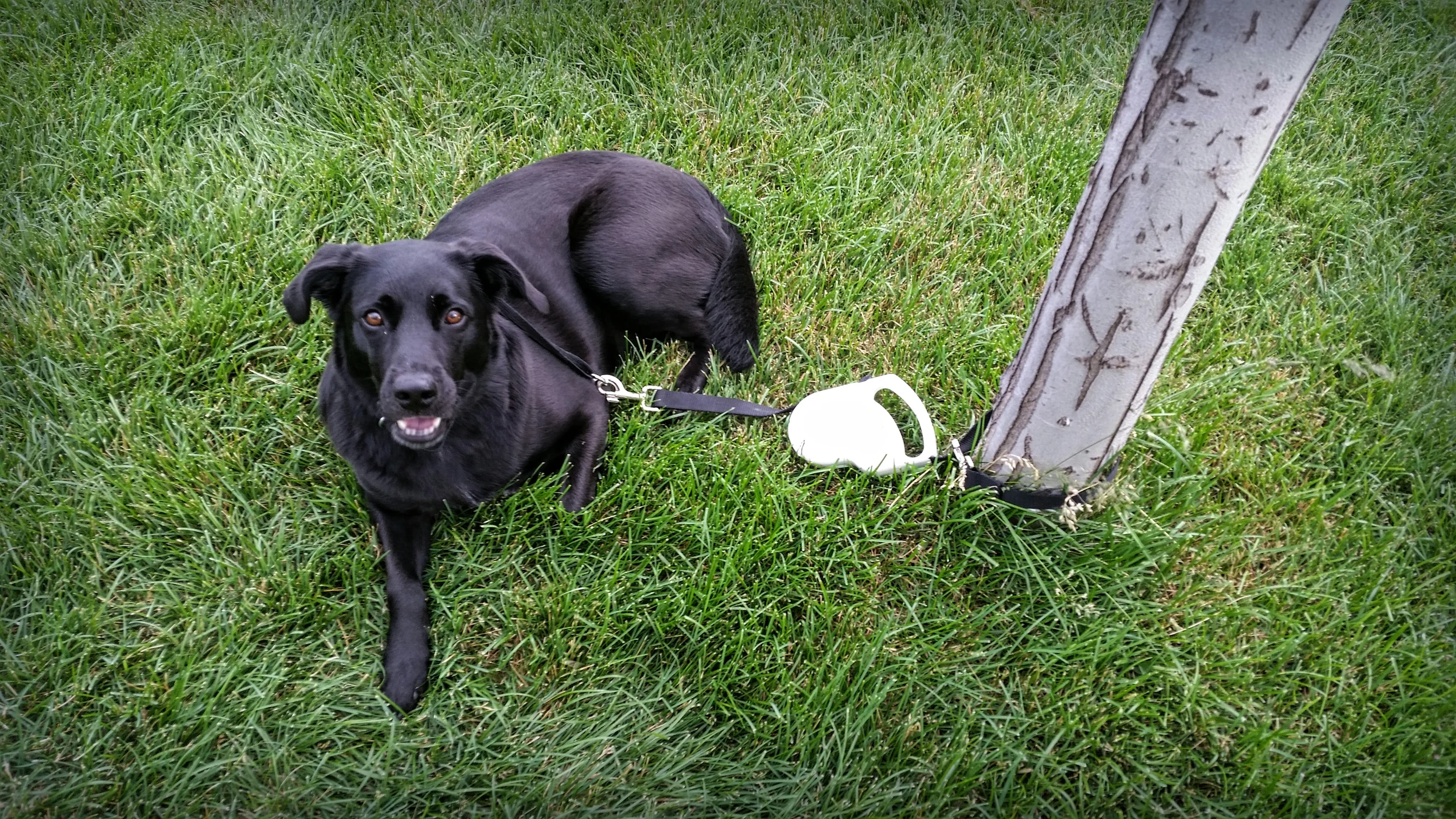 Riley, 2 yo lab healer mix with her favorite leash!