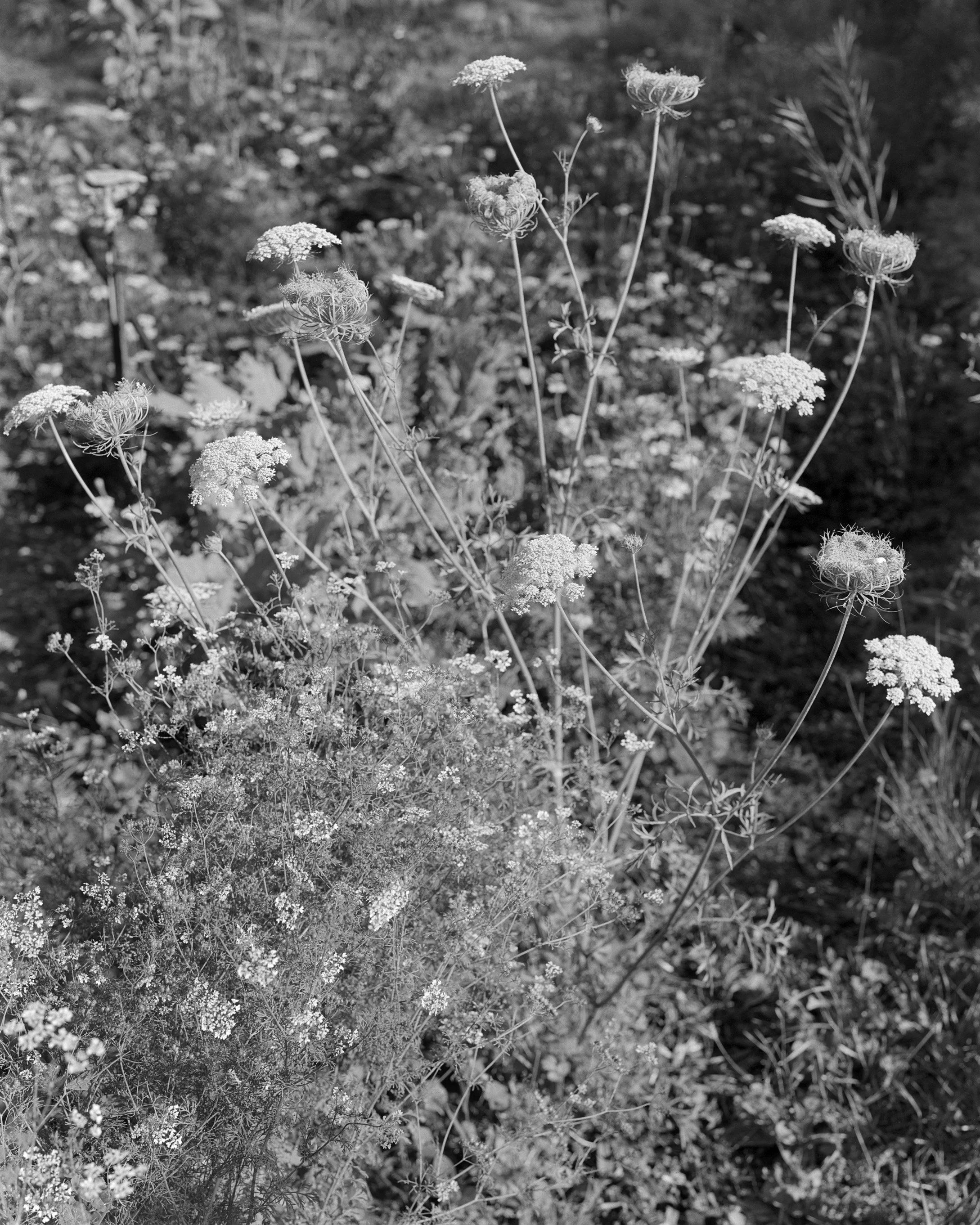 Carrot Flower copy.jpg