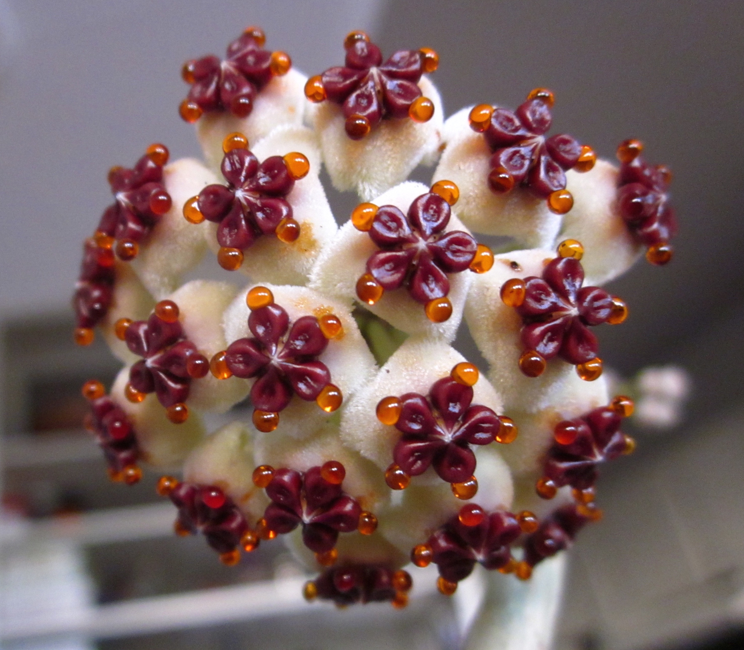 Hoya kerrii