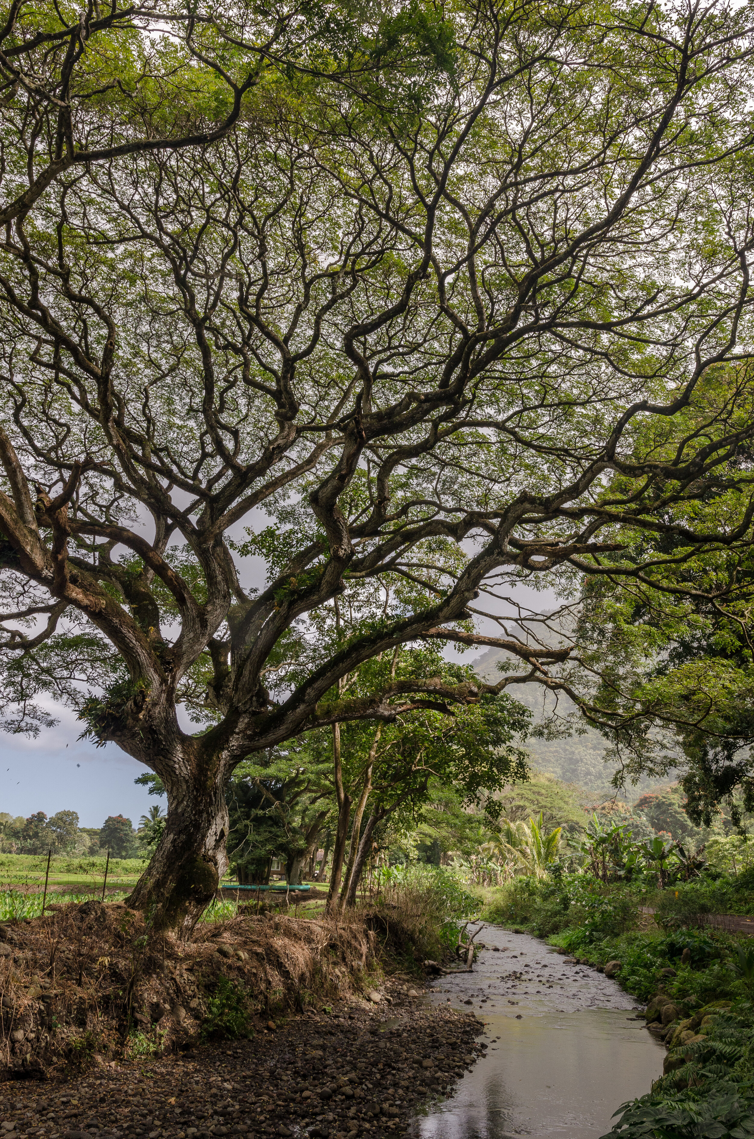 Hawaii_2019_Waipio_Tree-1.jpg