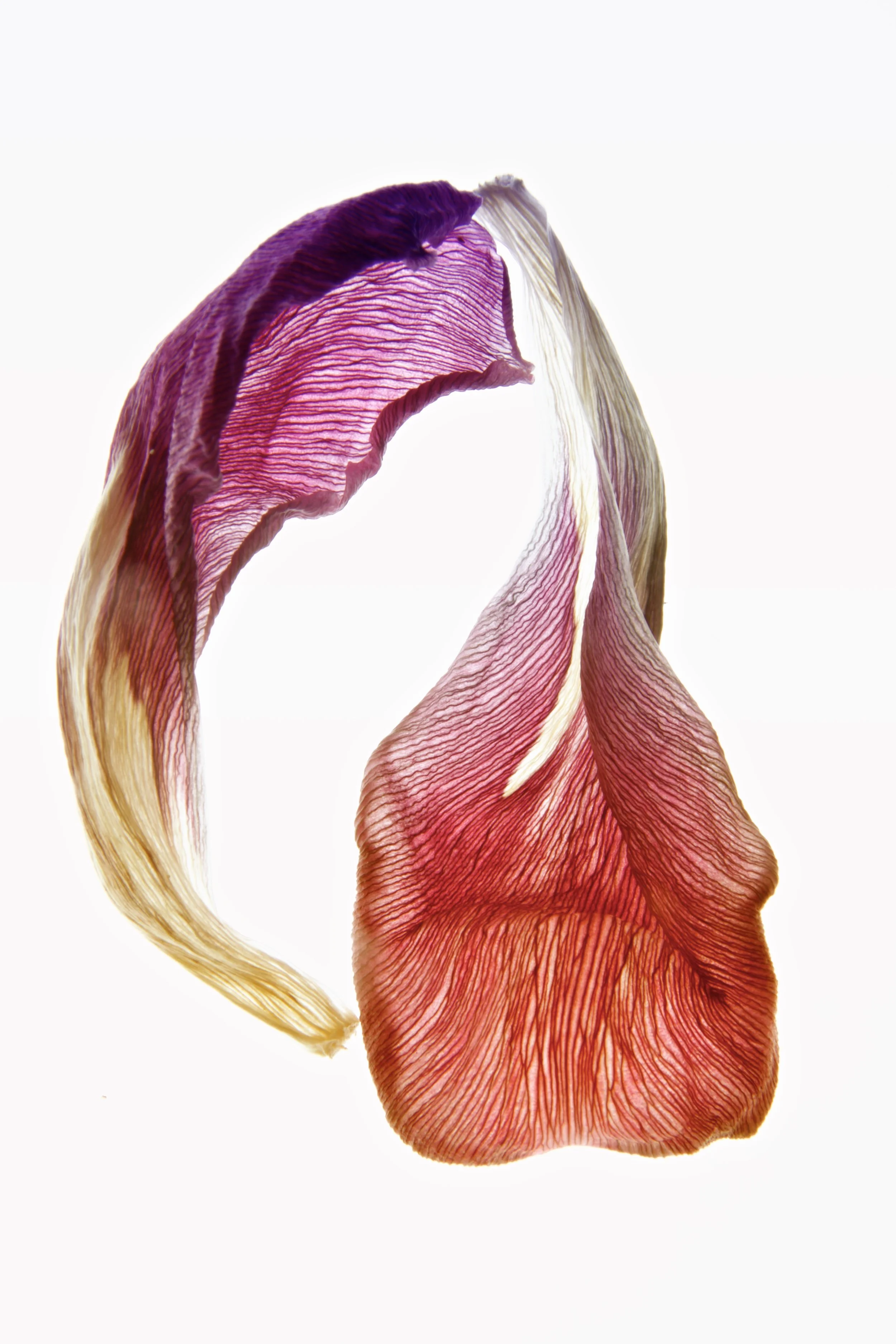 August 2018 Petals.jpg