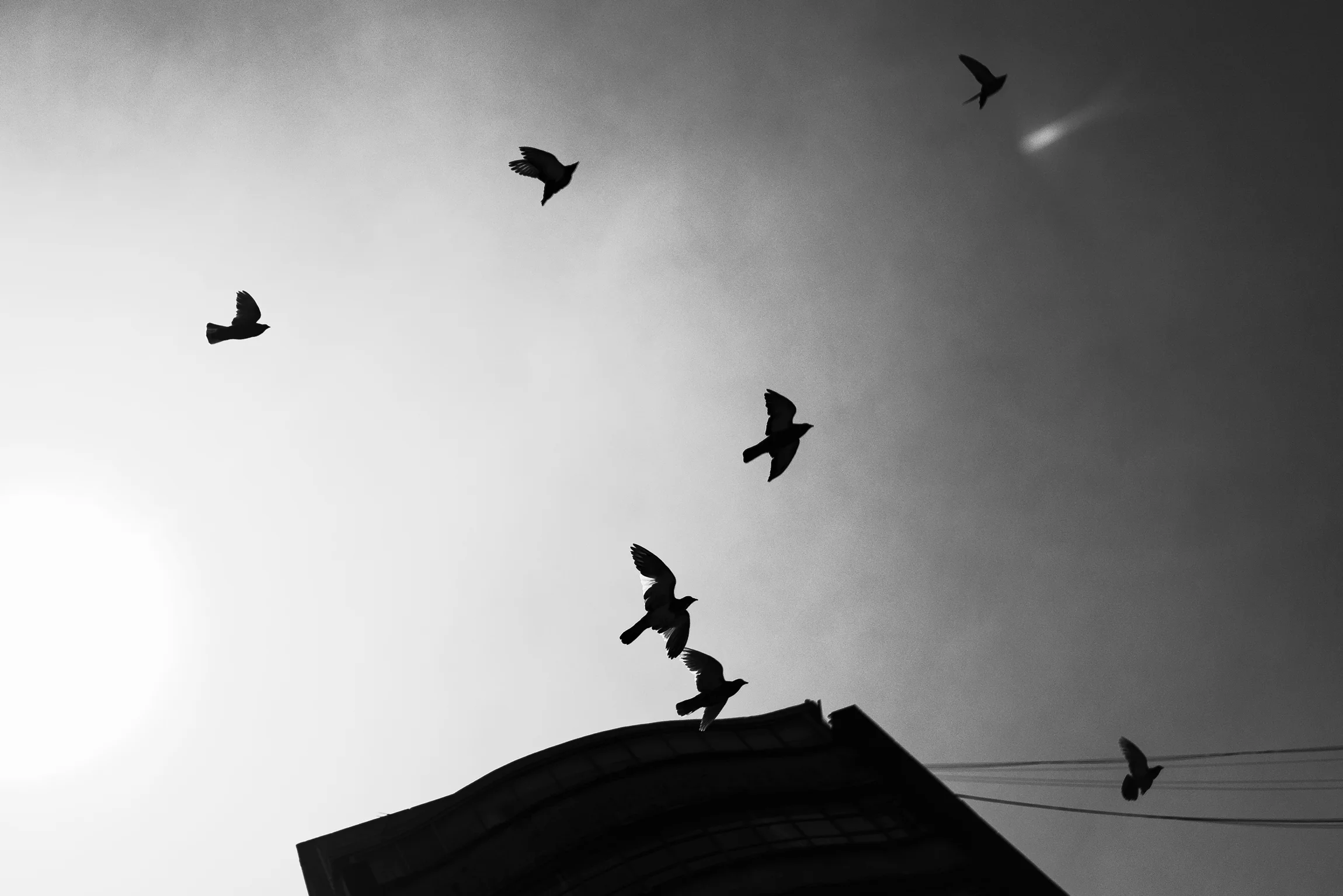 Birds and Sun