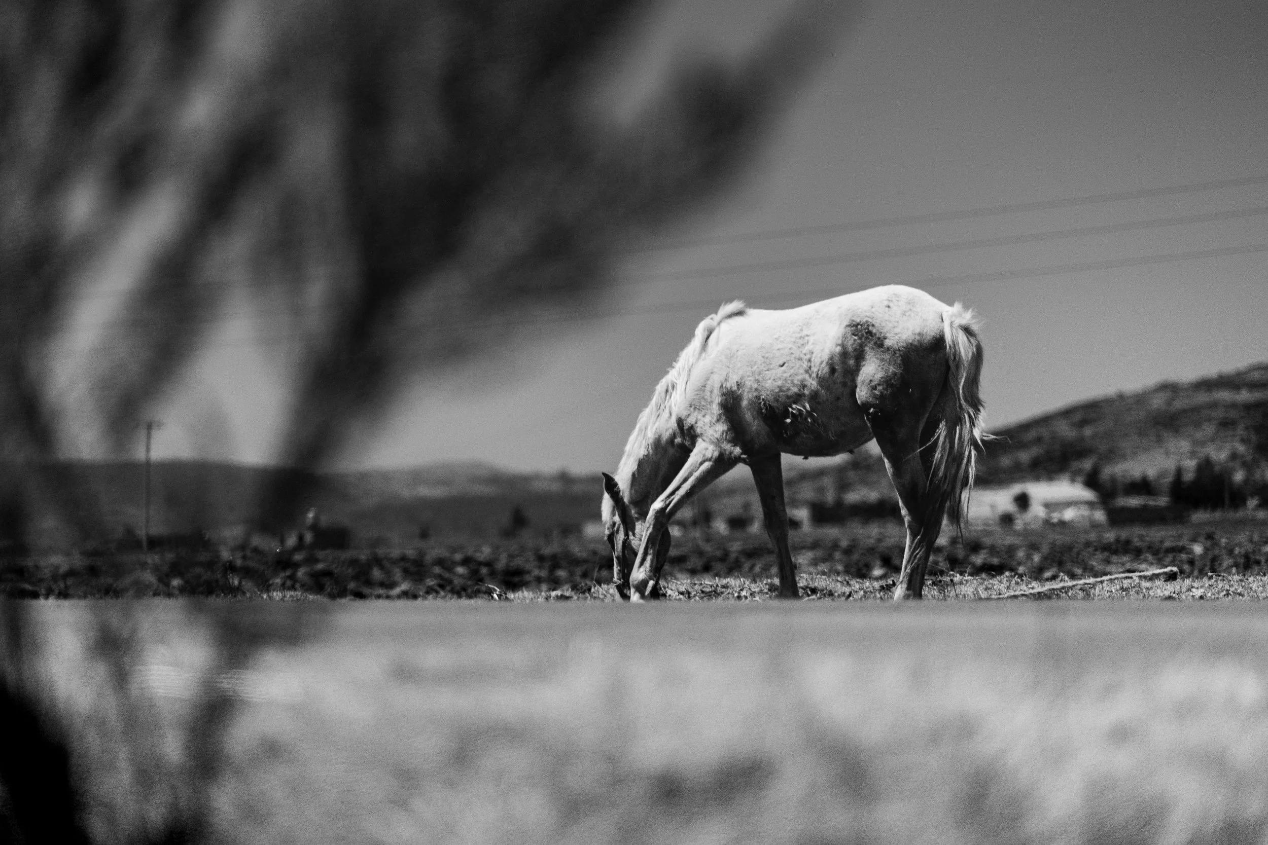 20240324-_DSC9058_DF.jpg