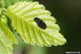elm_leafminer.jpg