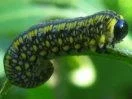 pine_sawfly_sm.jpg