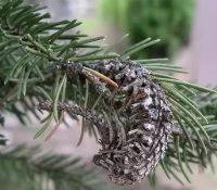 cooley_spruce_gall_agelgid.jpg
