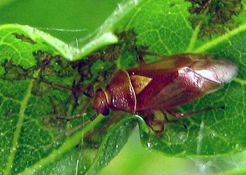 ashplantbug.jpg