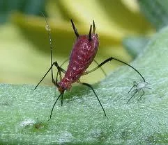 aphids_0.jpg