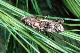 zimmerman_pine_moth.jpg