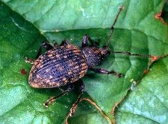blackvineweevil.jpg