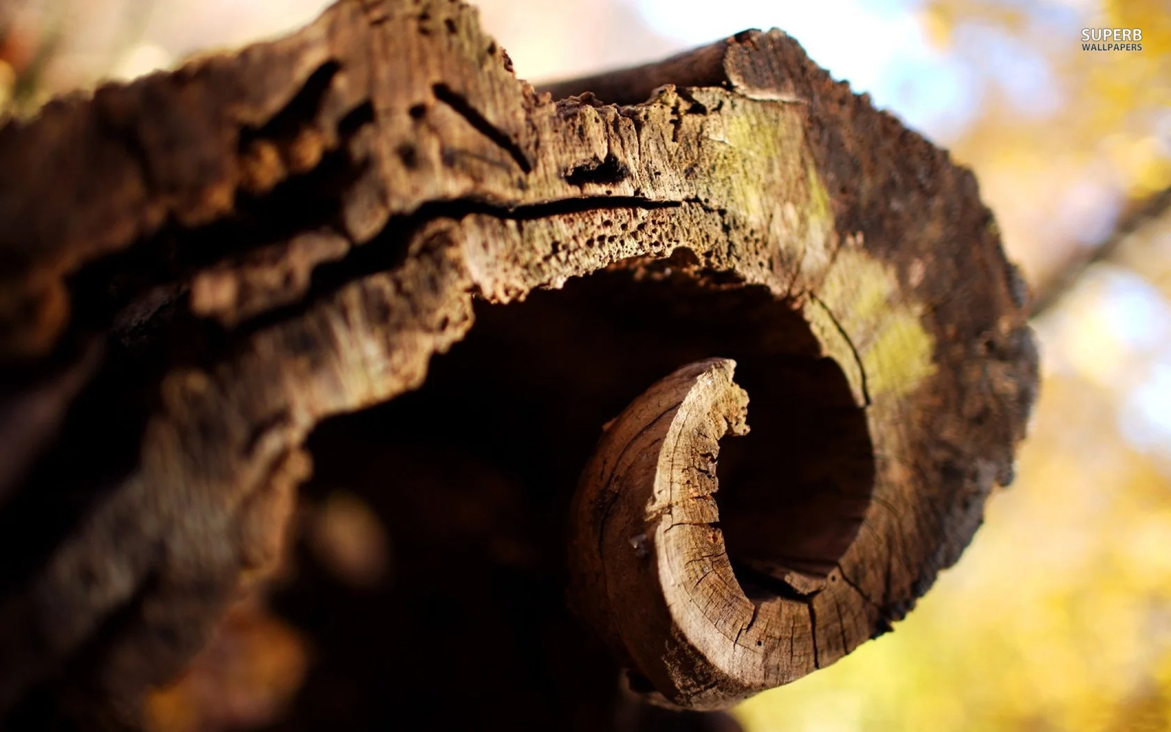 curved-tree-bark.jpg