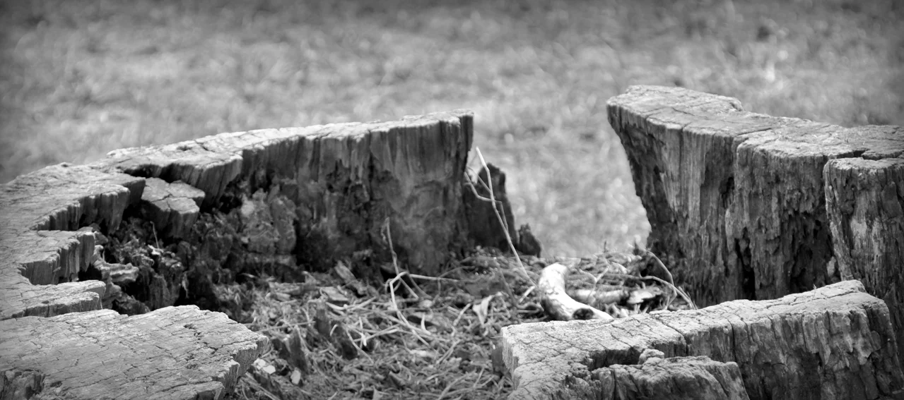 Tree-Stump.5.4.jpg