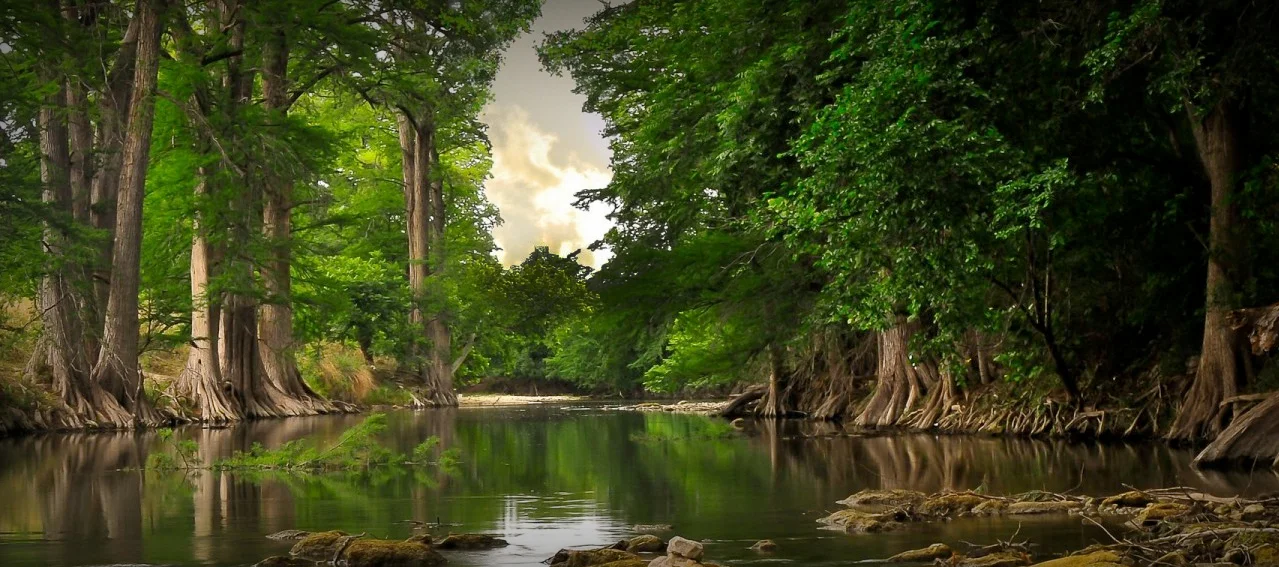 Tree-Blog.521.jpg
