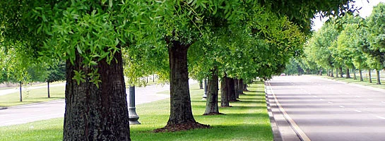 Commercial Tree Care