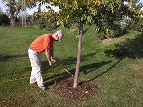 The Basics of Proper Tree Fertilization