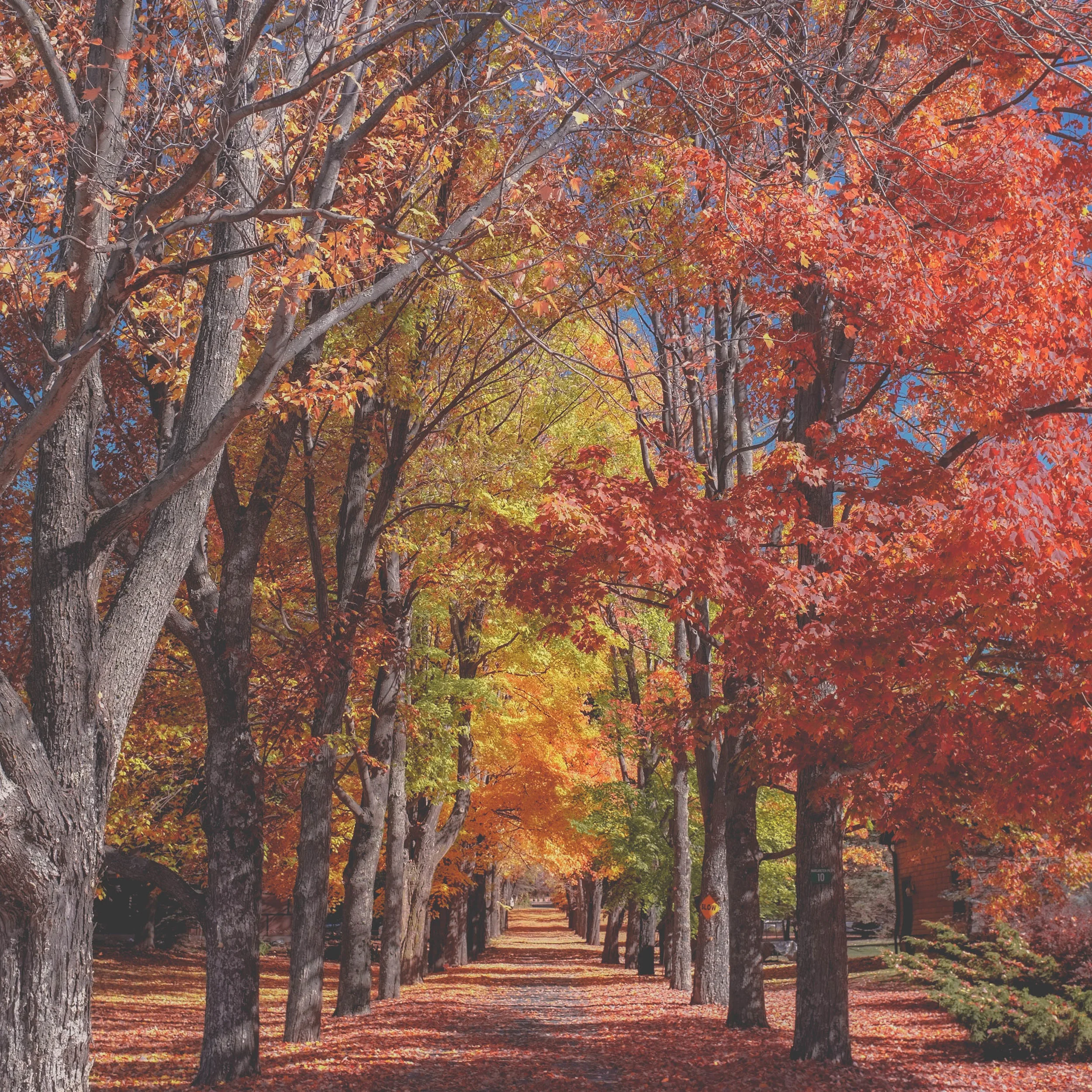 autumn fall leaves road tunnel.jpeg