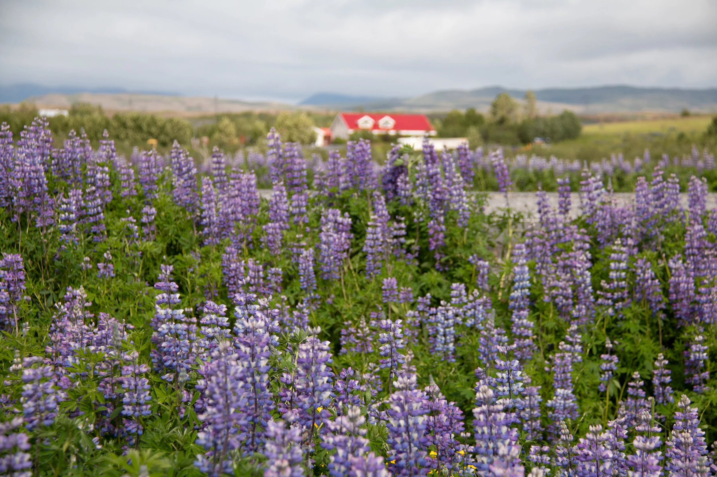 Iceland SS.goup 2-69.jpg