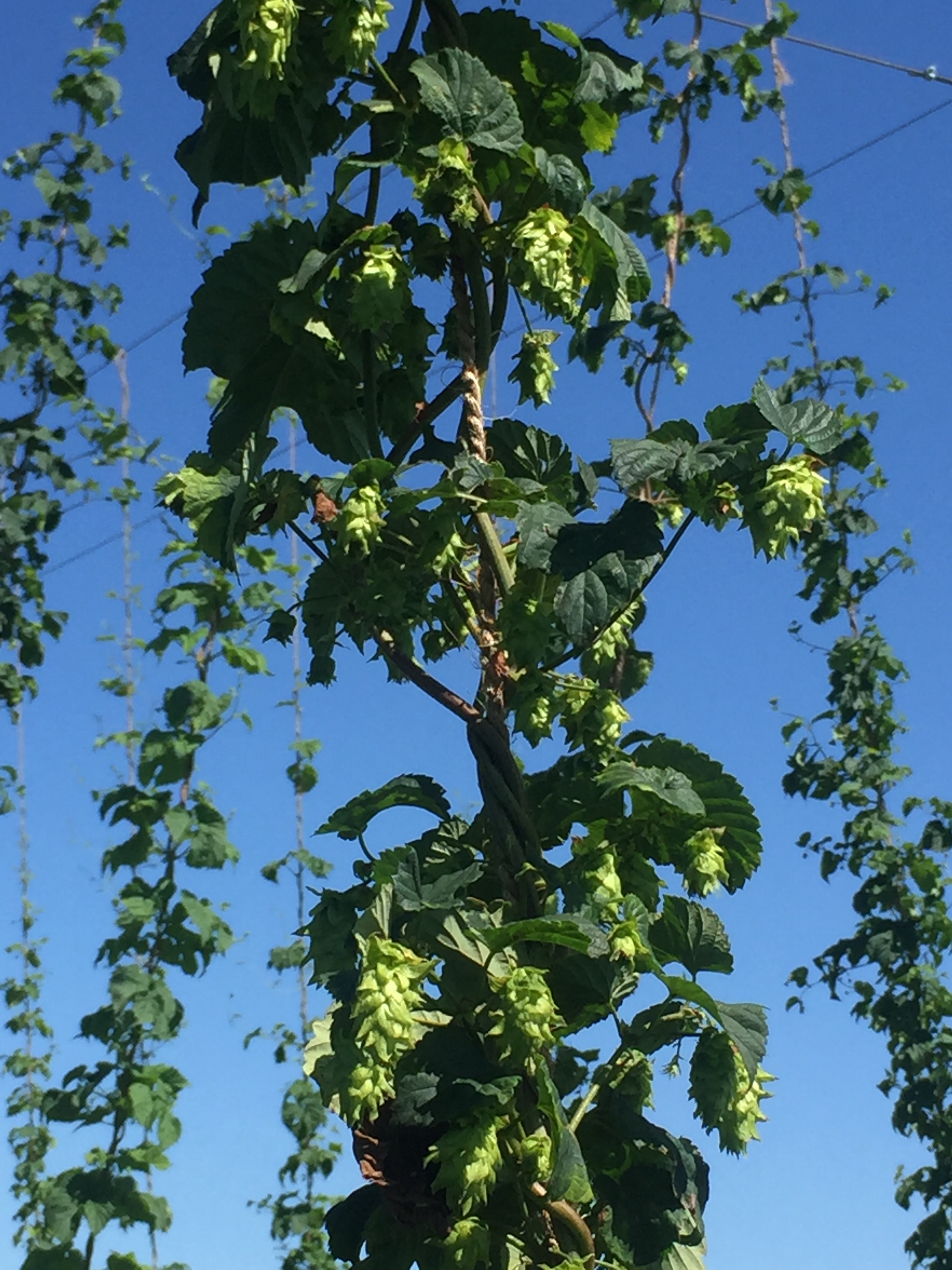 The beginning of hops 2017